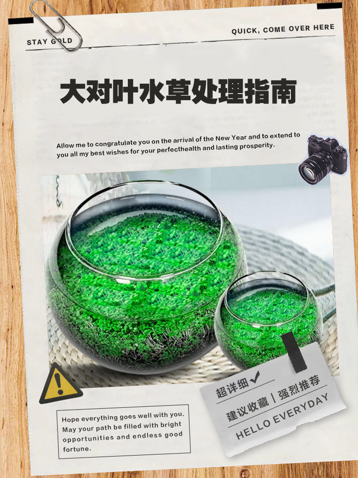 水草种子怎么种植方法图解