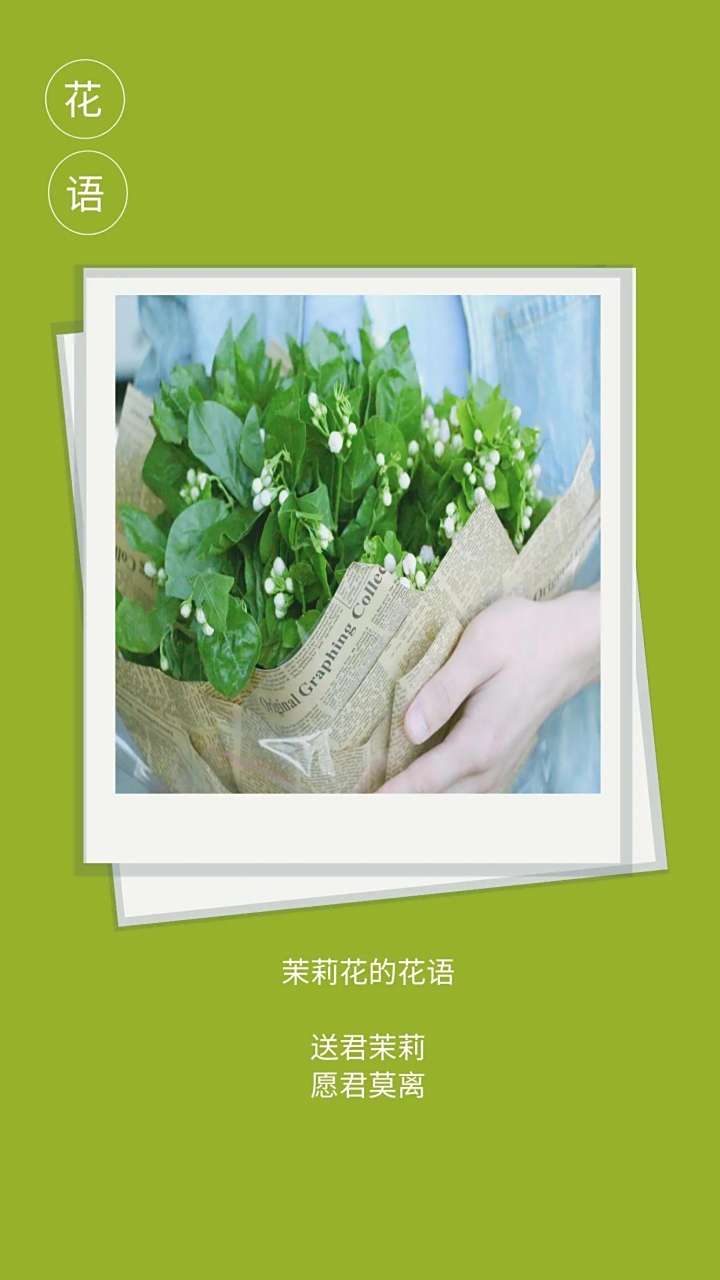 茉莉花花语是什么四字词语