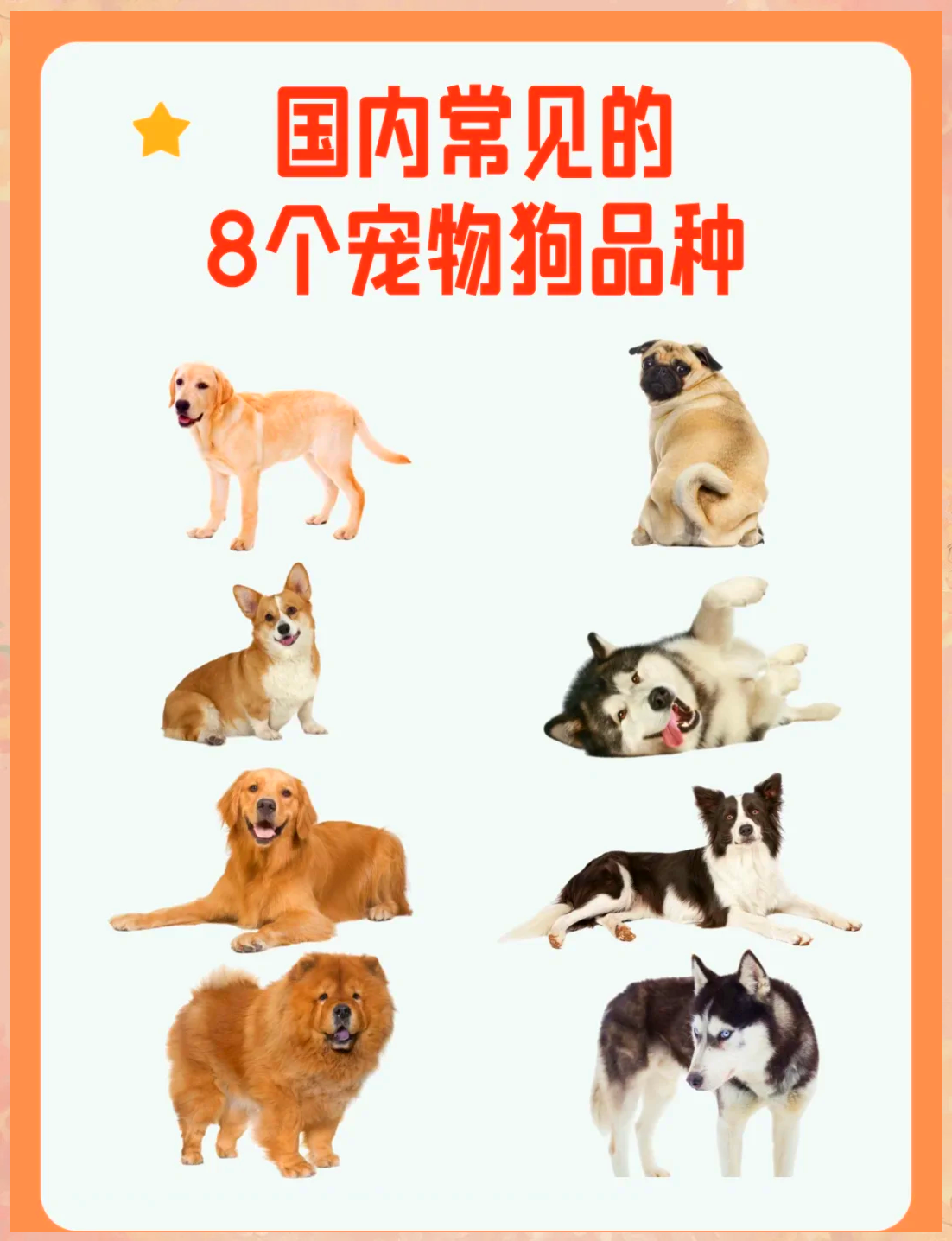 十大白色宠物狗品种