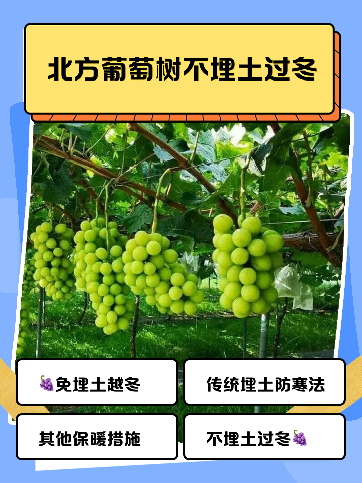 葡萄树冬天怎样过冬怎么剪枝