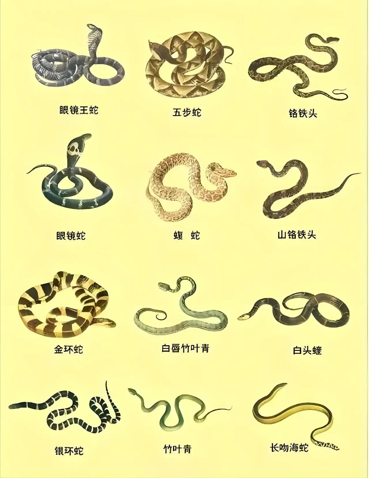 蛇的繁殖器长什么样