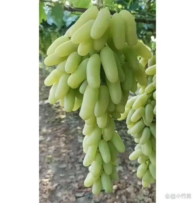 葡萄的读音英语
