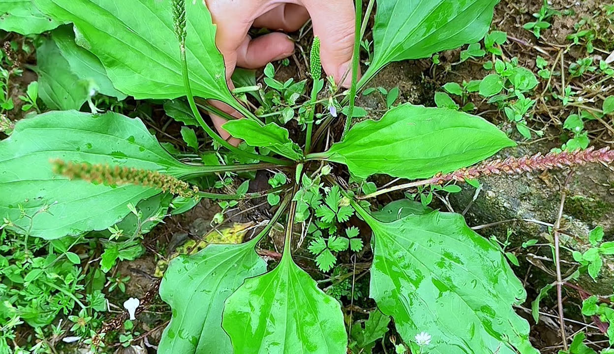 车轱辘菜有什么营养价值