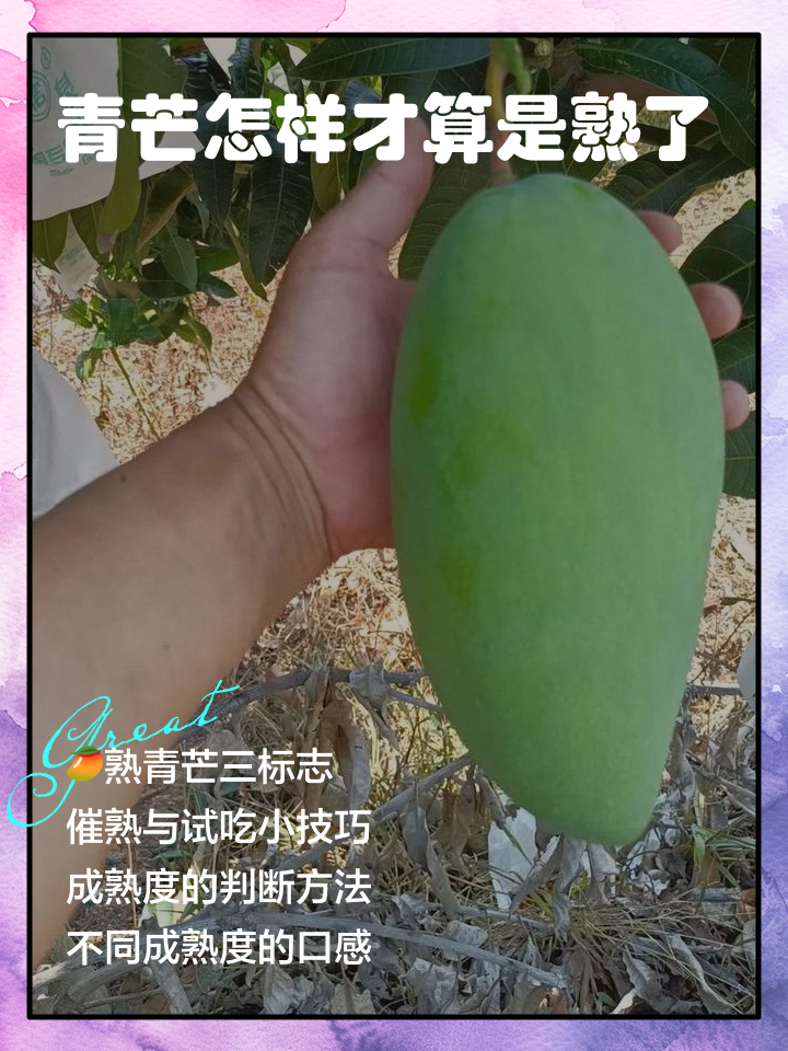 青芒切开后发现没熟怎么办