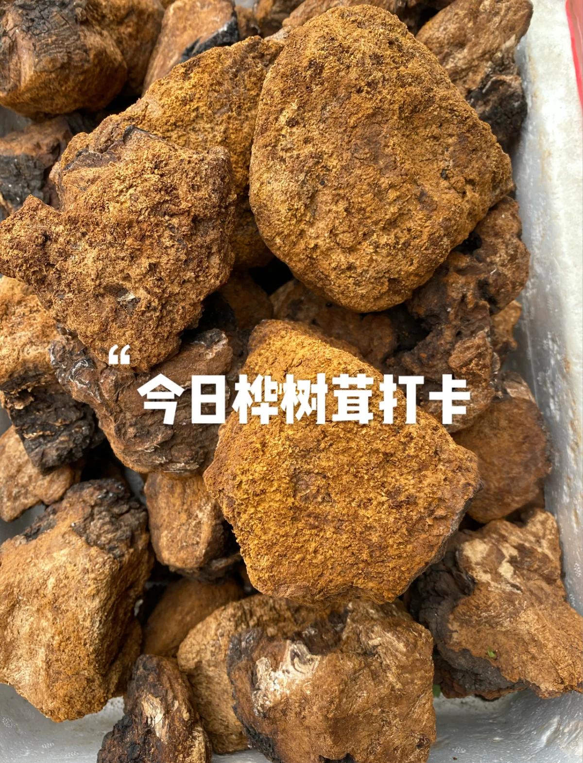桦树茸功效与作用是真的吗