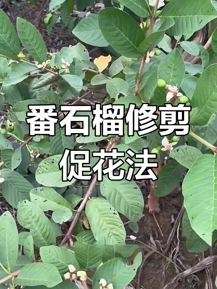 石榴树怎么剪枝视频