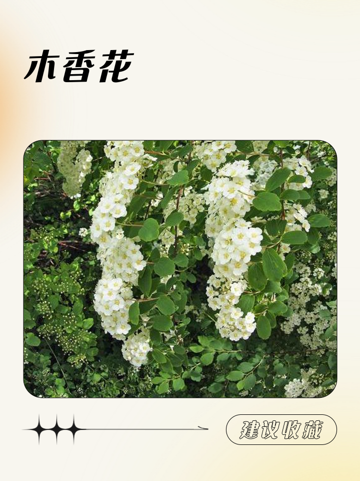 木香花花期多长?