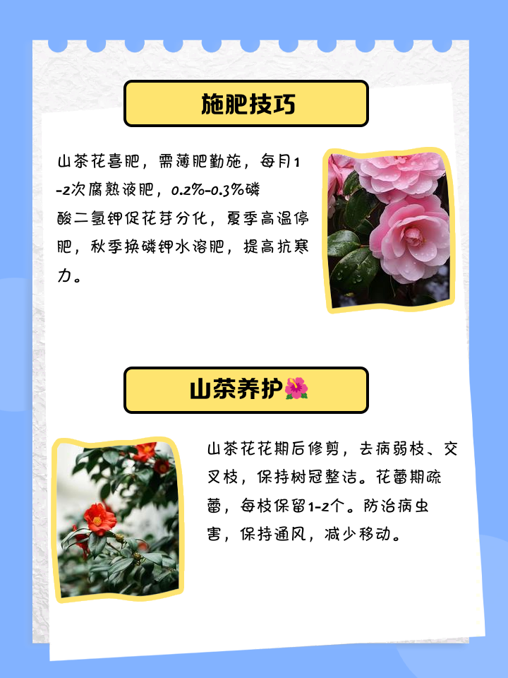 茶花的养殖方法和注意事项是什么呢