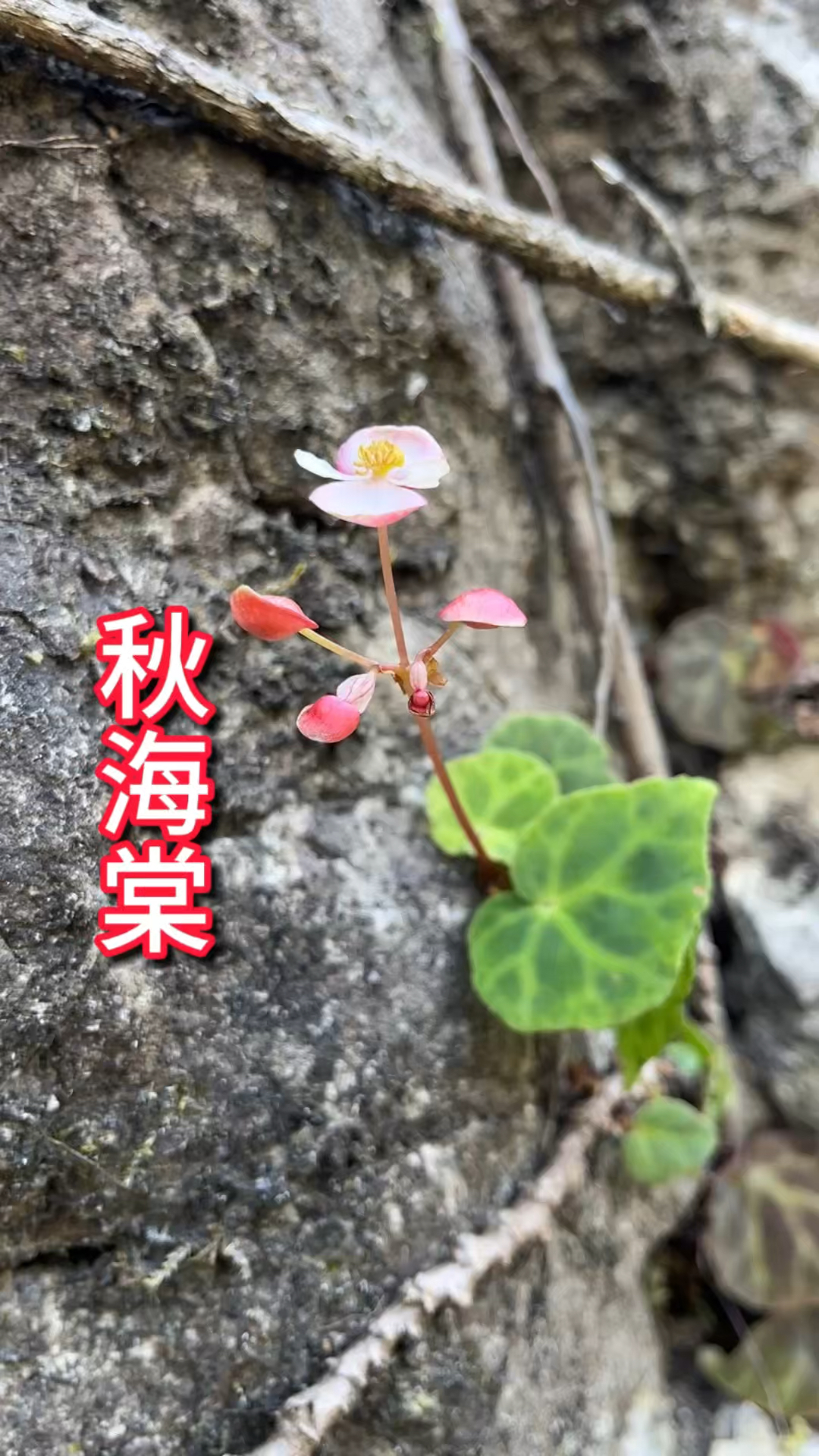 秋海棠花的寓意和象征