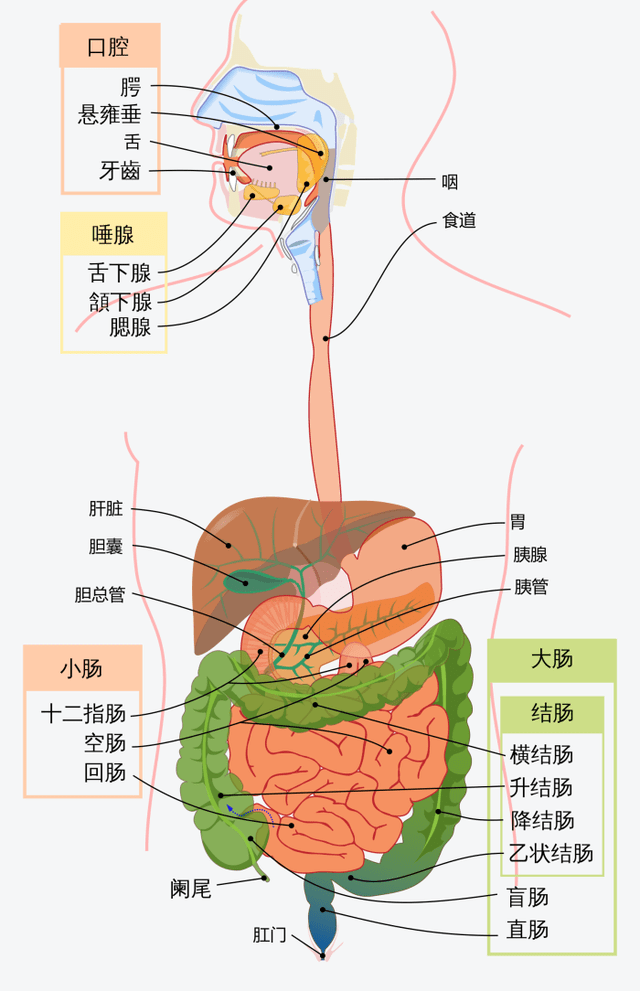肠子的结构和名称图片