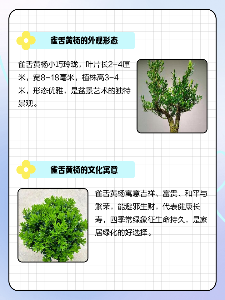雀舌黄杨值钱吗