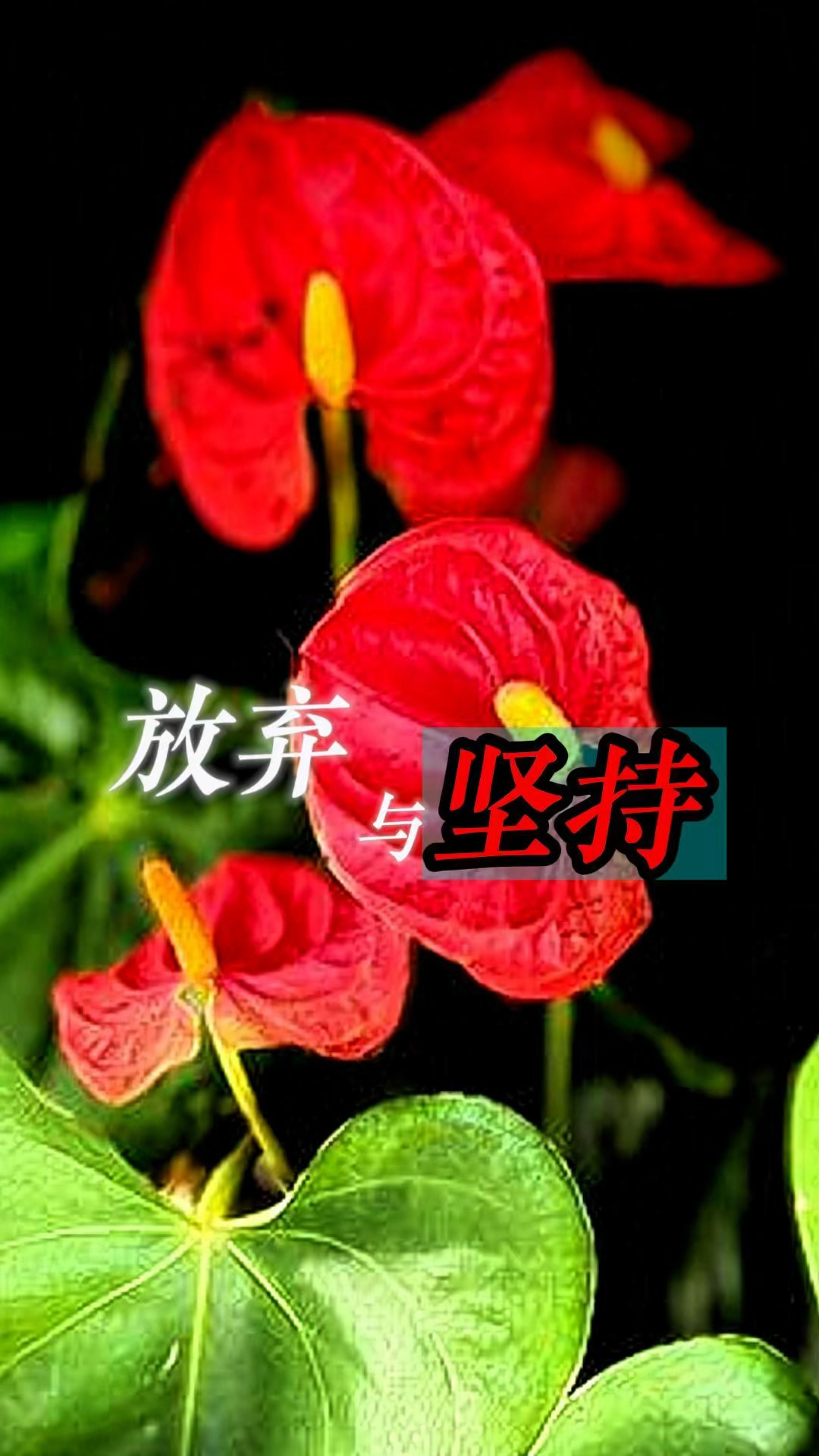 关于坚持与放弃的说说
