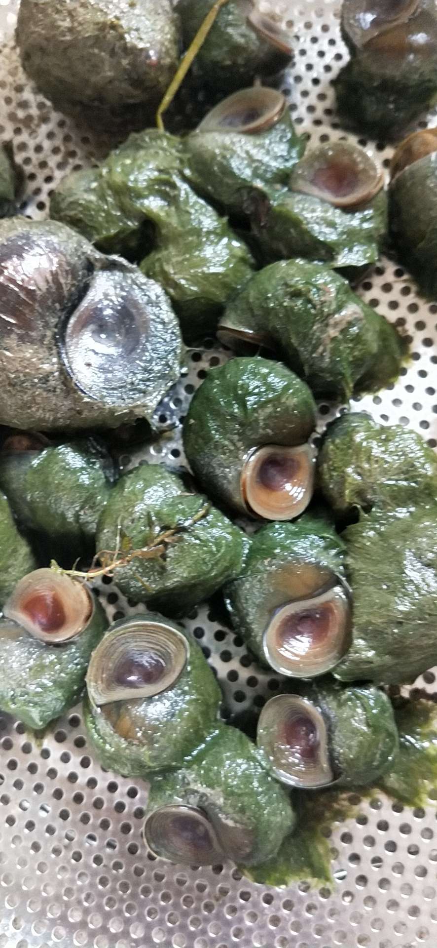 田螺表面的青苔怎么洗最快最干净呢