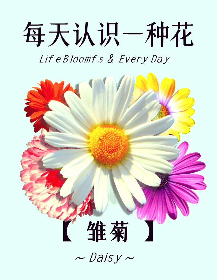 雏菊的花语是什么