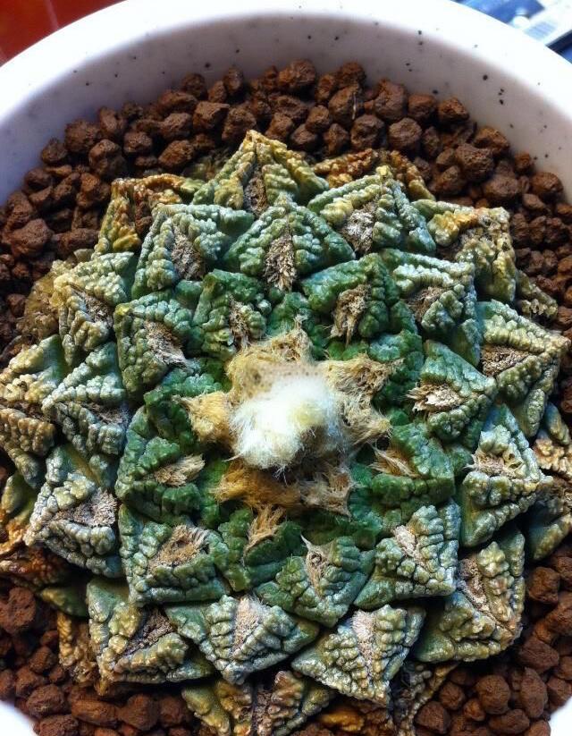 关于龟甲牡丹的简介资料