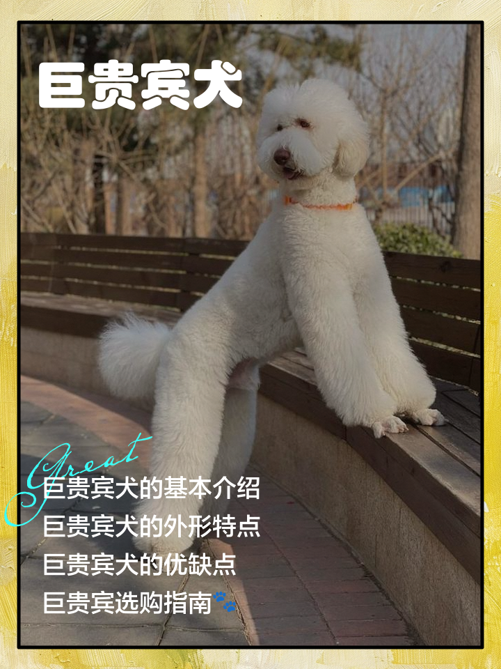 大型贵宾犬一般卖多少钱一只