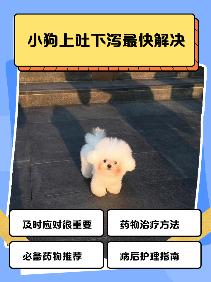 狗狗吐了一堆没有消化的东西
