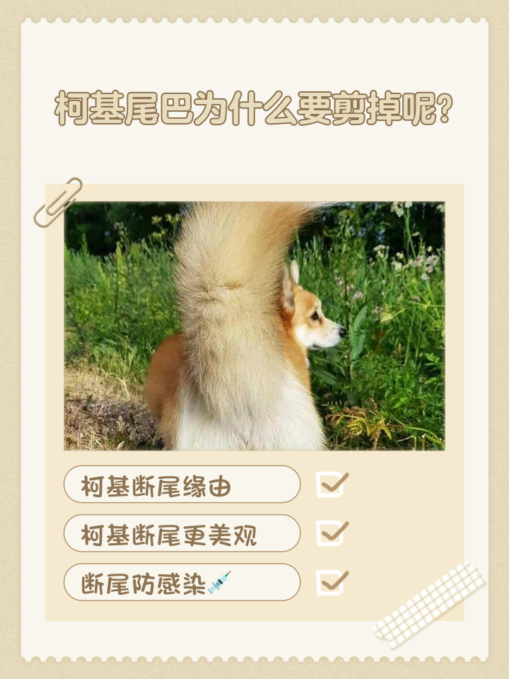 柯基为什么要断尾巴