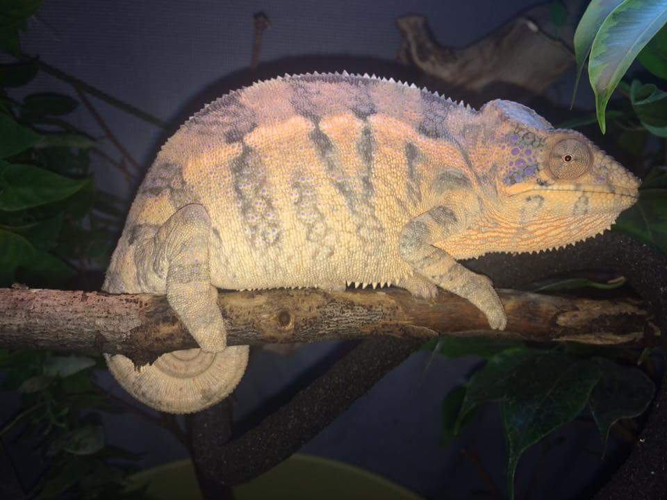 chameleon英语怎么说读