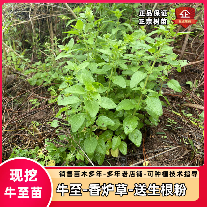 满山香的功效与作用叶子图片视频
