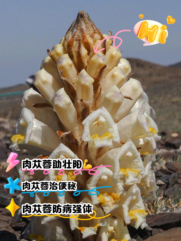 草苁蓉的功效与作用及食用方法视频