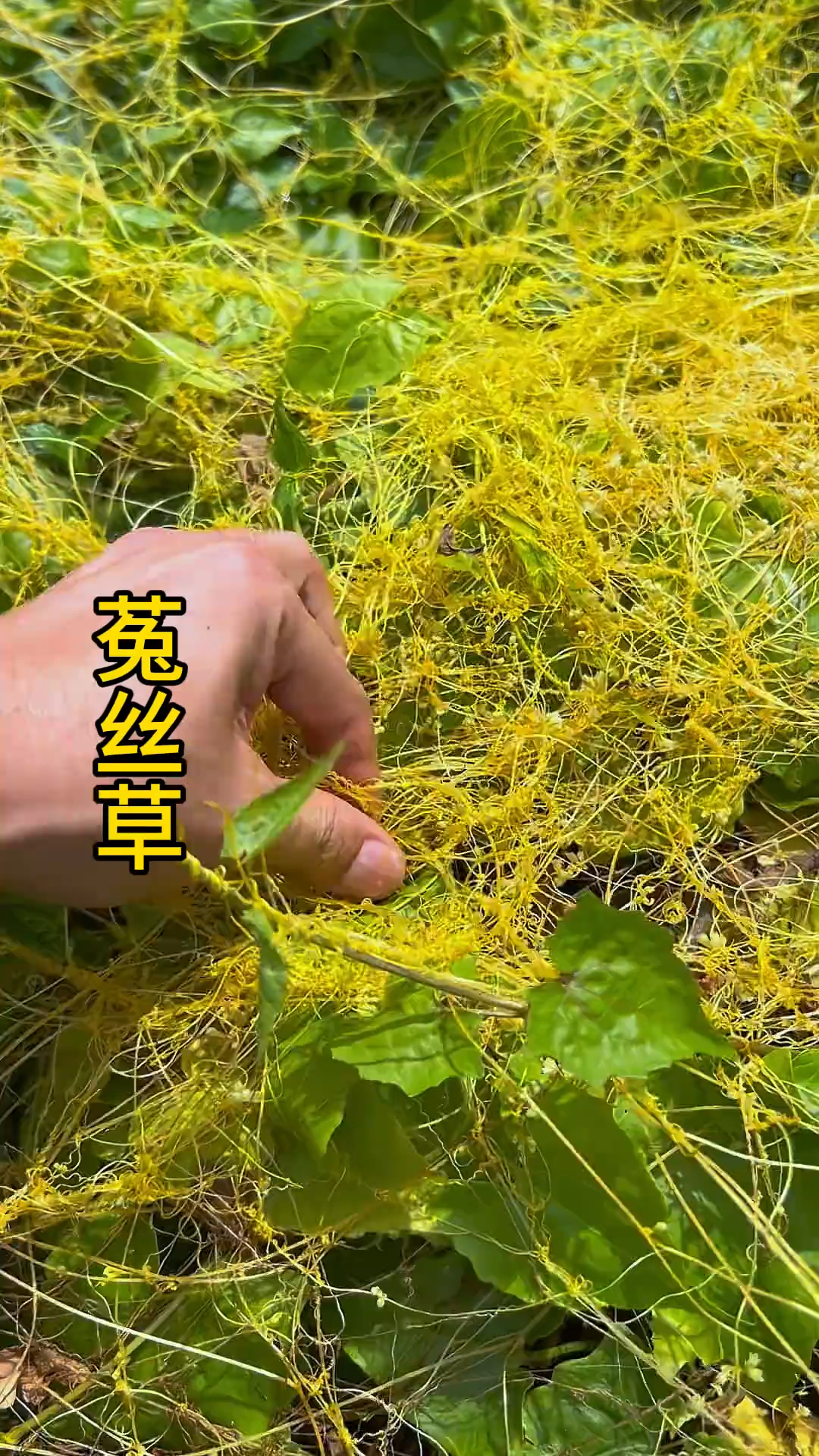 山楂寄生的功效与作用