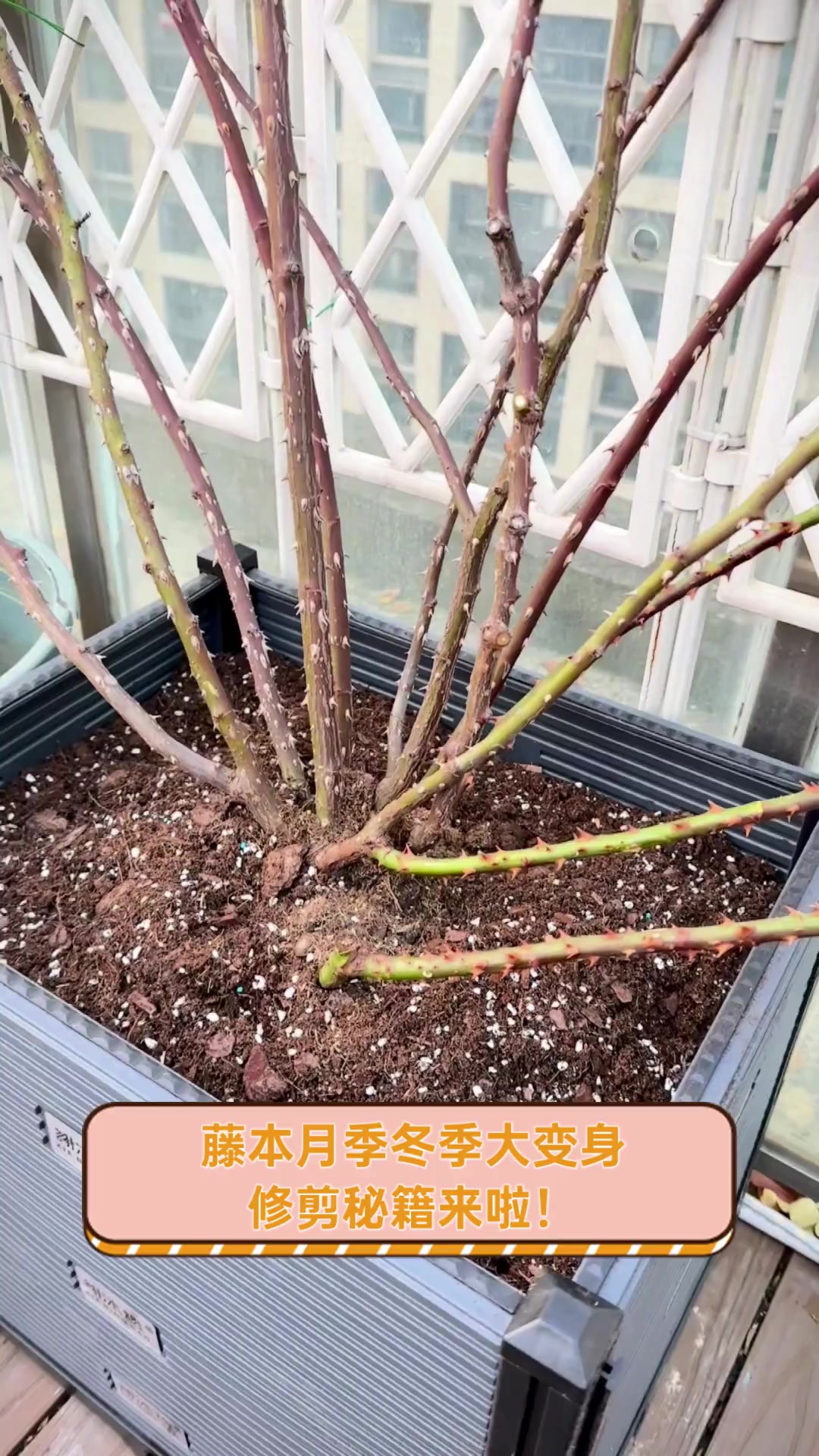 第一年的爬藤月季怎么修剪