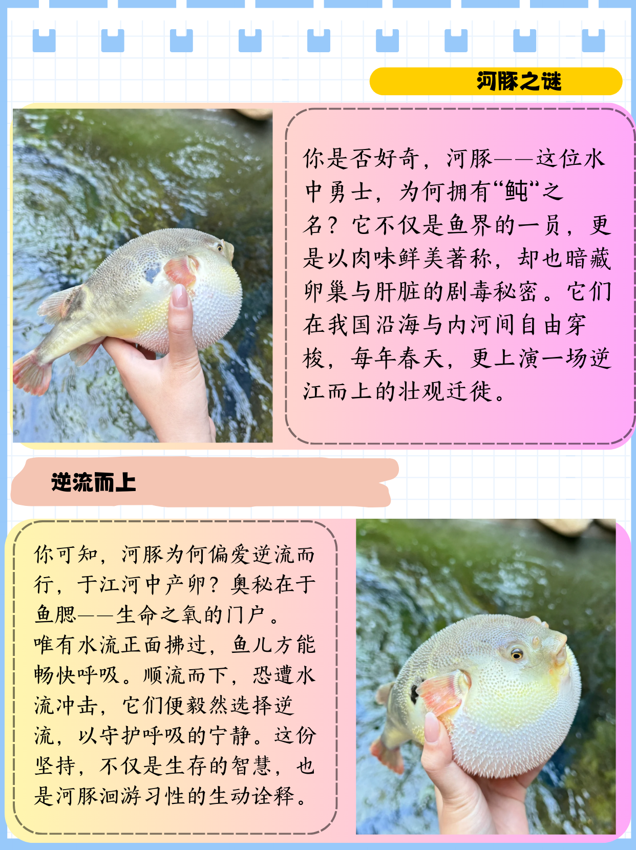 迷你小河豚好养吗