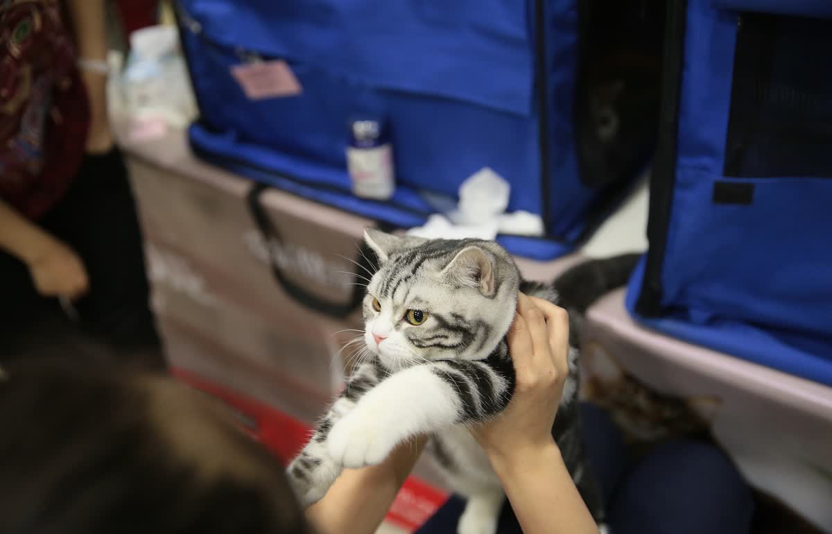 用猫背包可以背着猫上地铁么