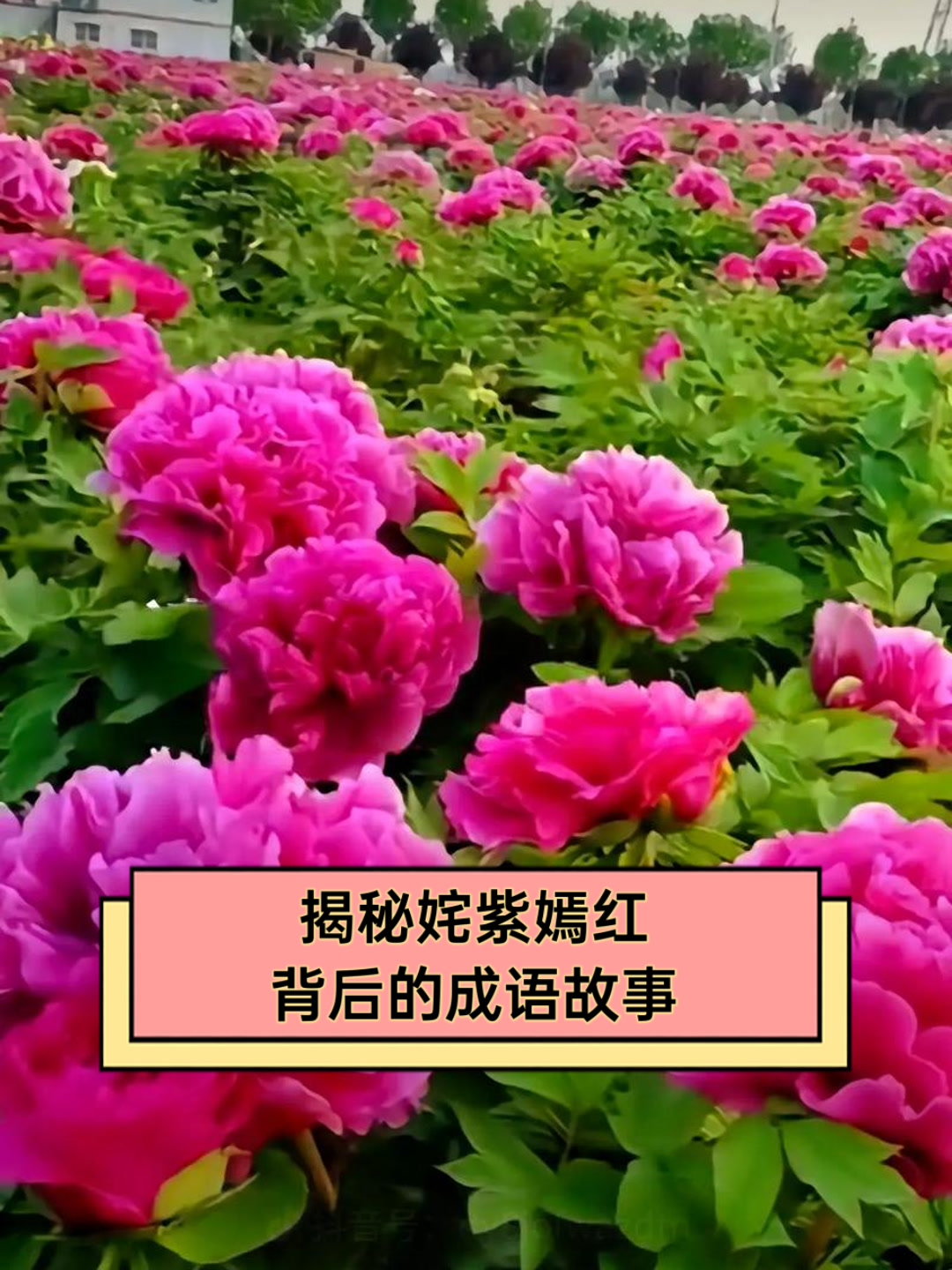 姹紫嫣红是什么意思二年级