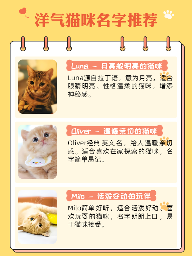 猫咪什么名字好听又洋气的