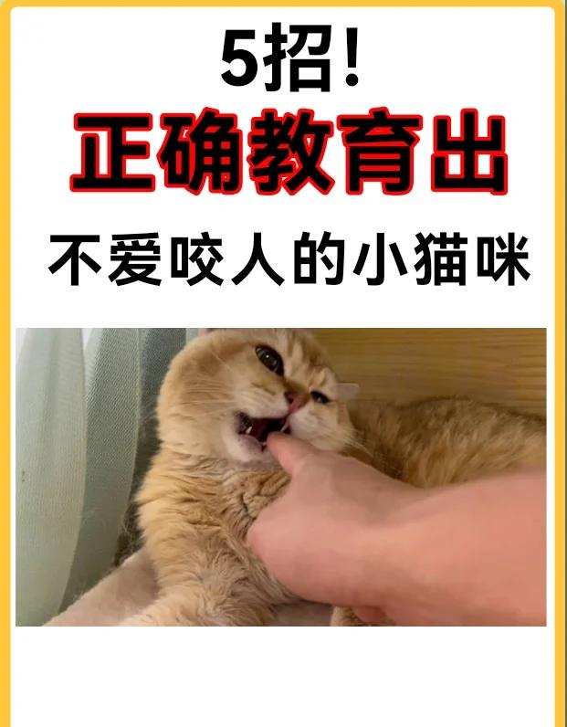 怎么逗猫咪玩开心