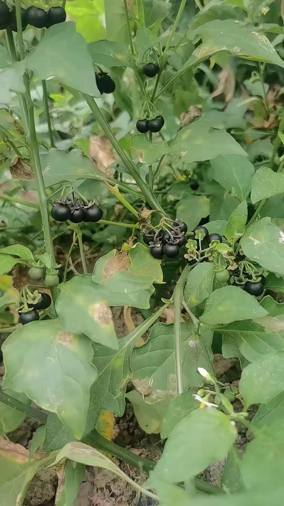 黑天天的学名叫什么治疗什么病