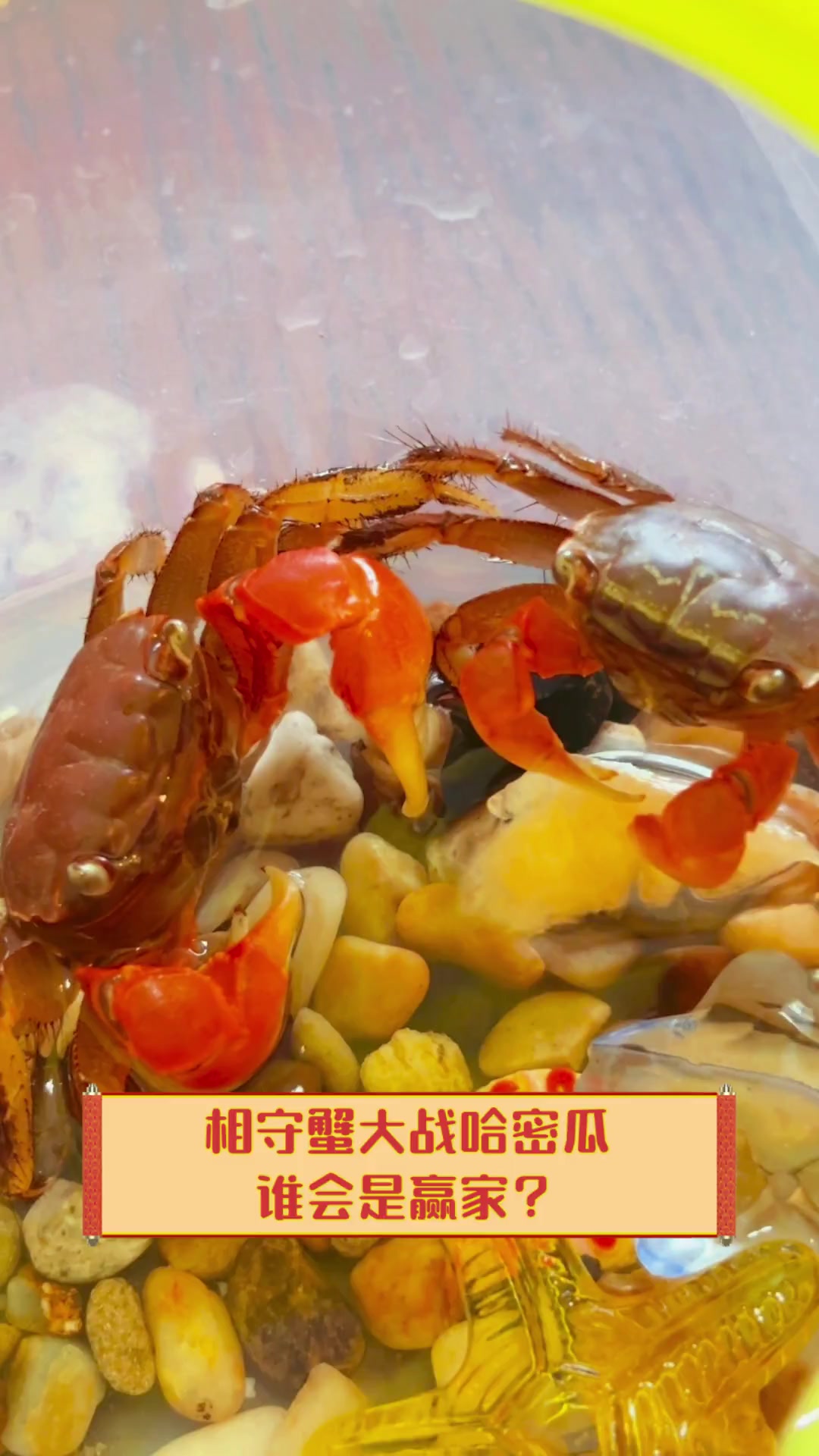 哈密瓜可不可以和螃蟹一起吃呢