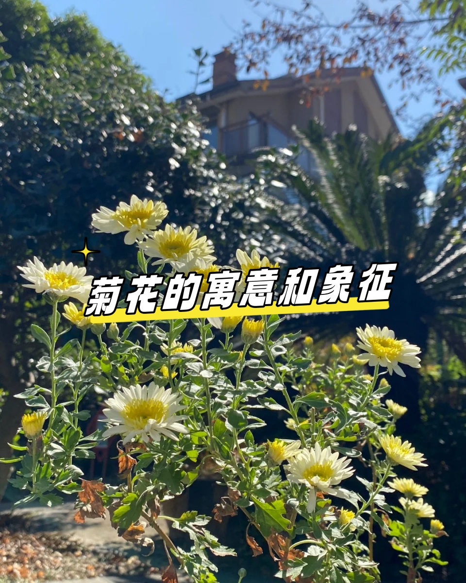 菊花代表什么寓意是什么
