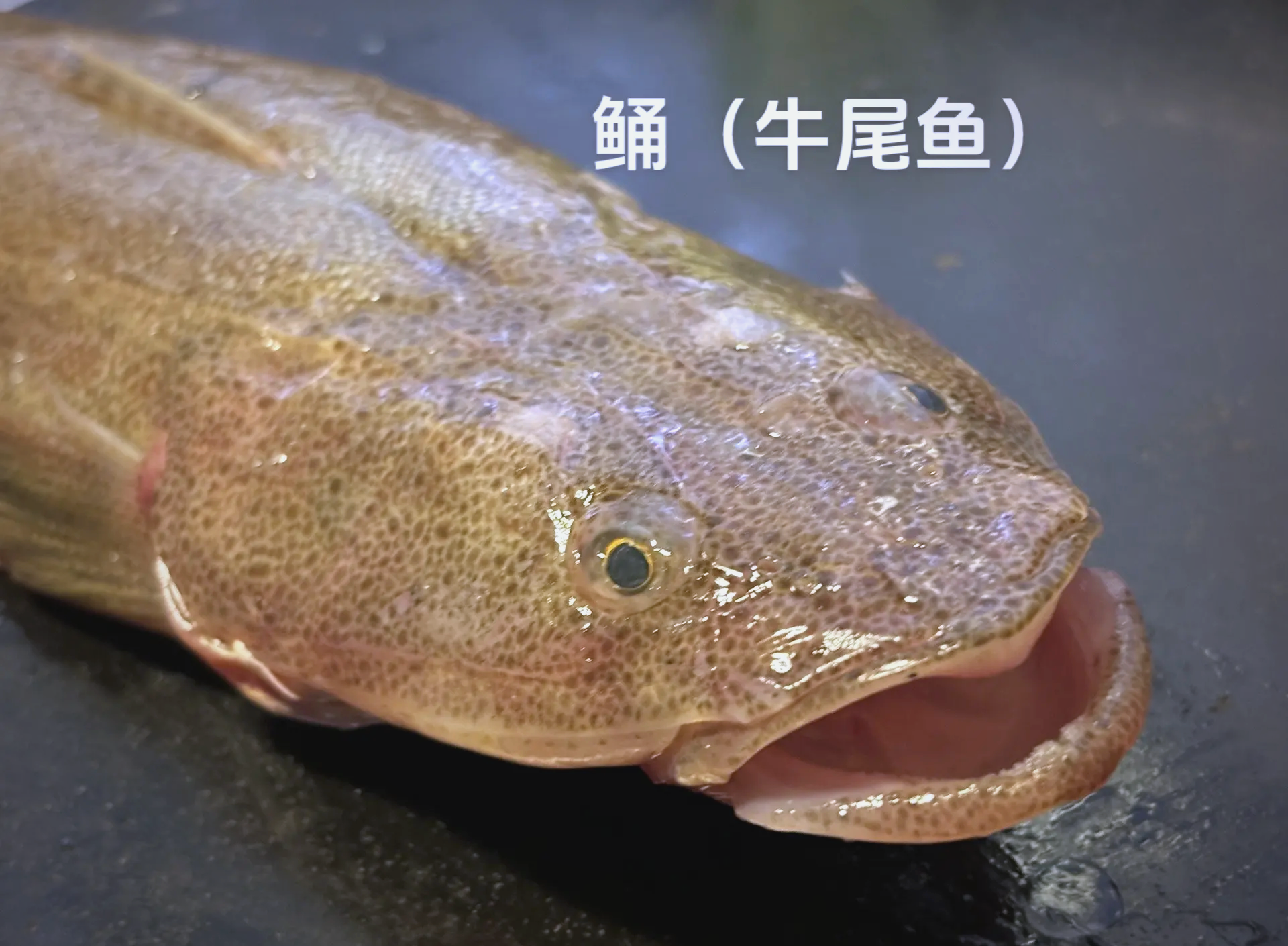 马鲛鱼的品种及图片