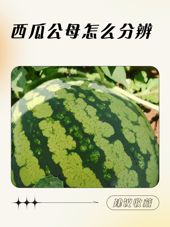 西瓜是否分公母怎么辨别视频