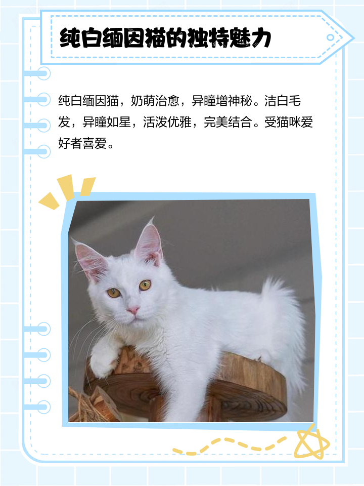 中华田园猫多少钱一只正常价