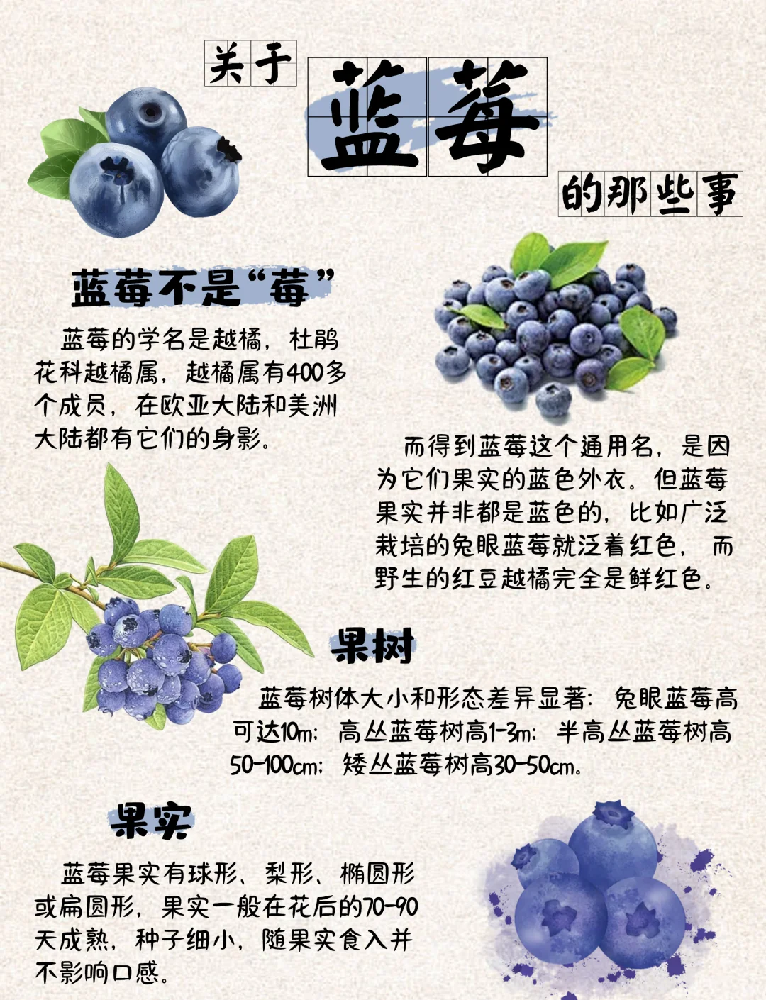 蓝莓上市季节是什么时候