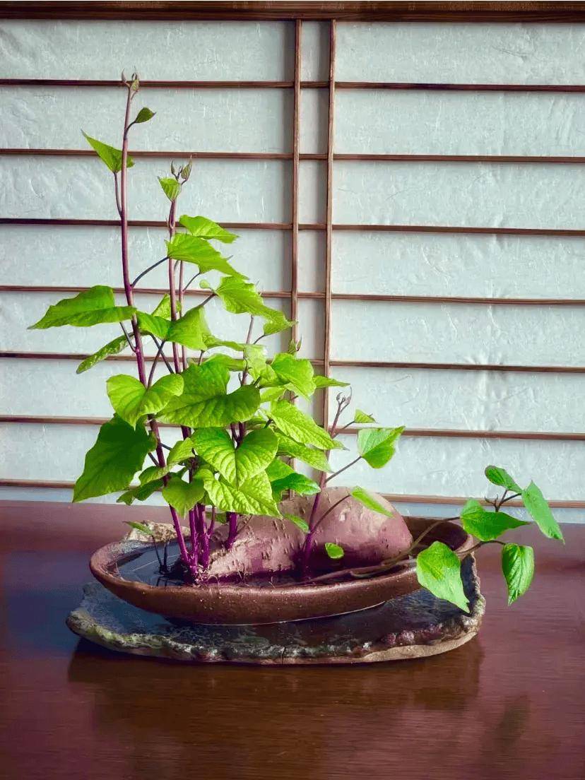 山芋花开花后怎么处理