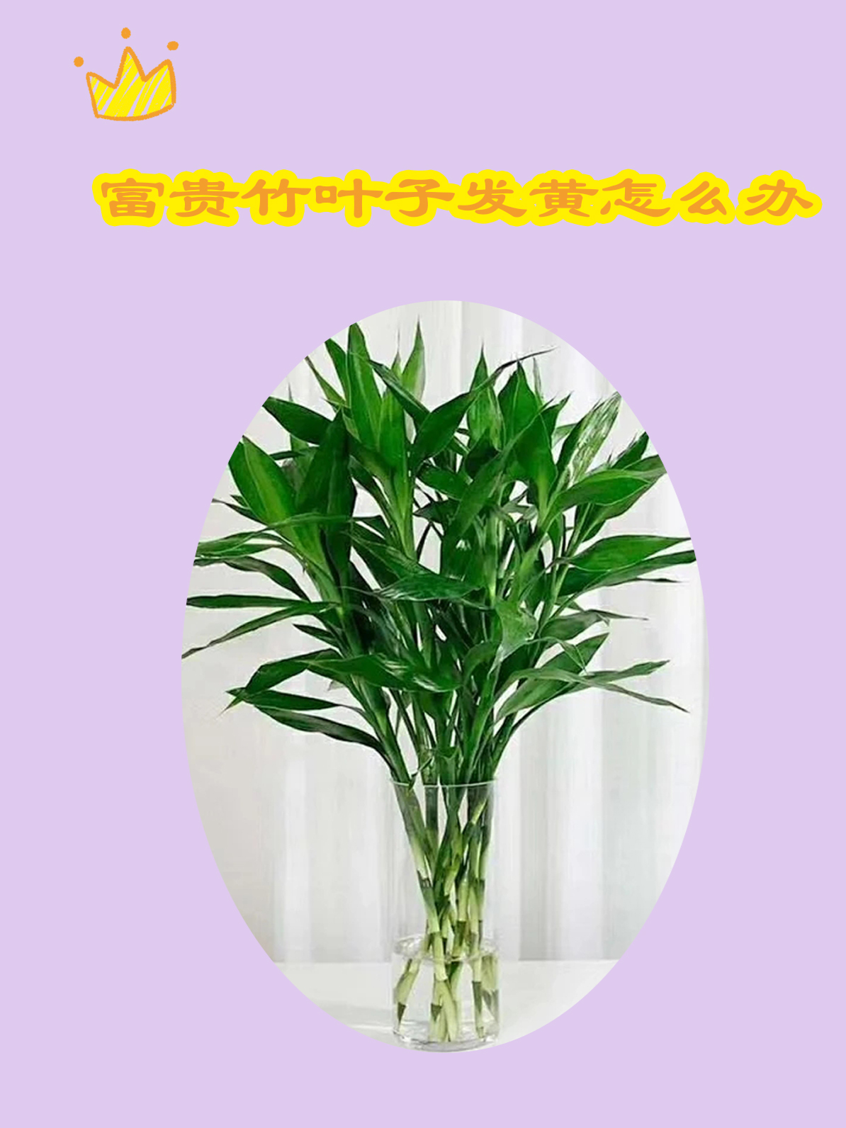 富贵竹的作用与功效有哪些