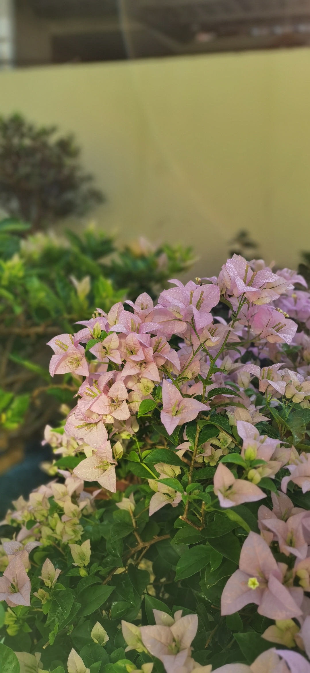 十月开什么花最常见的