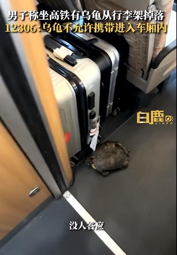 坐高铁可以带乌龟吗?