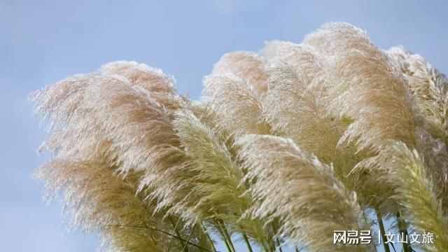 游园不值中小扣柴扉是什么意思