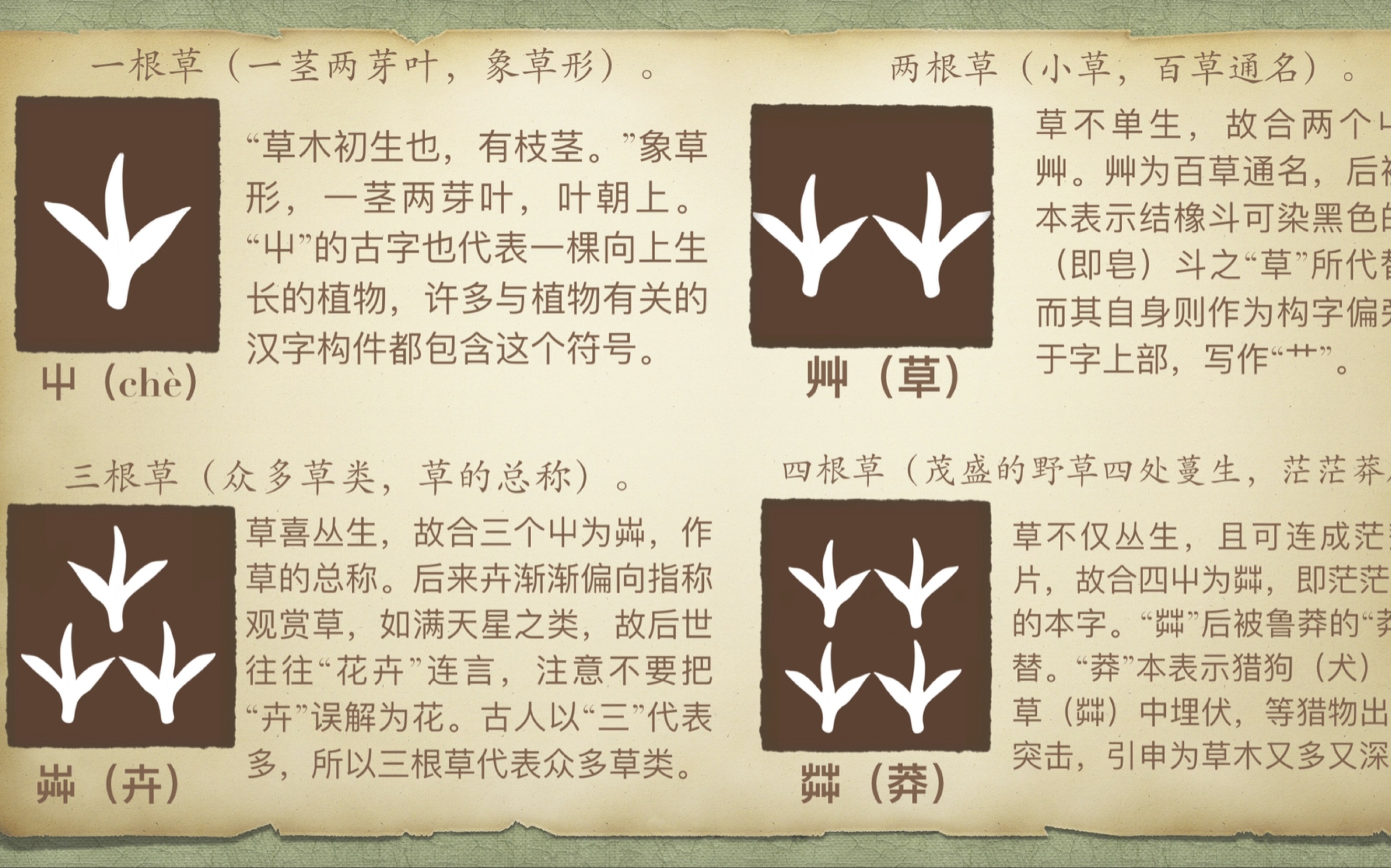 荜茇的功效与作用