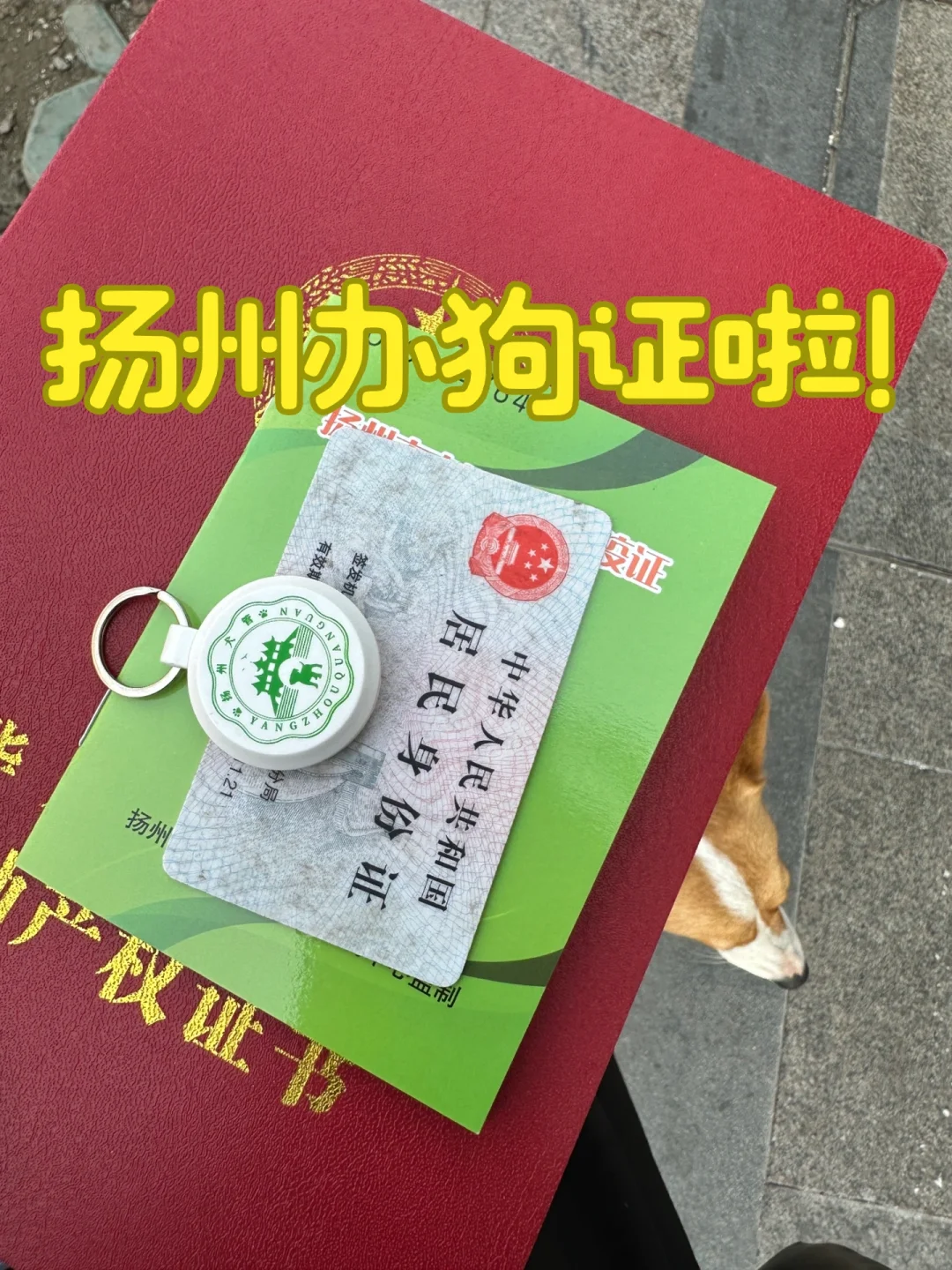 办狗证的好处和坏处