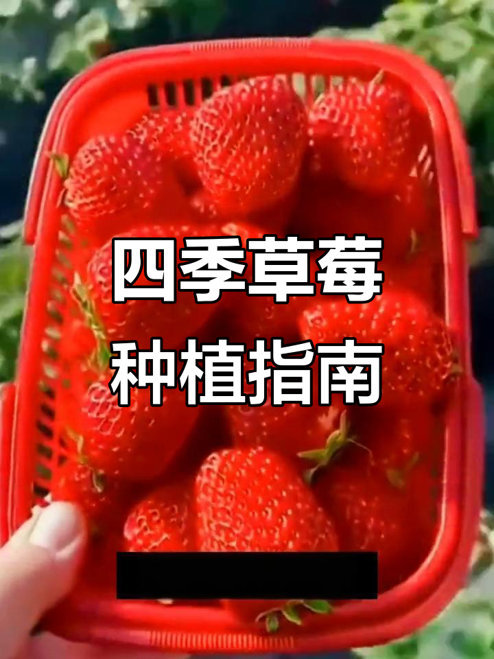 四季草莓一年结几次果 四季草莓的种植方法